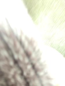 Used 2009 Ford F-150 - photo 1