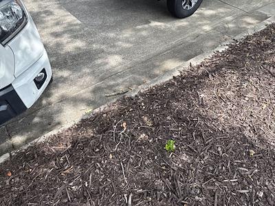 2020 Toyota Tundra Double Cab RWD Pickup for sale #302562A - photo 2