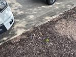 2020 Toyota Tundra Double Cab RWD Pickup for sale #302562A - photo 2