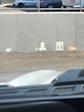 2025 Ford F-150 SuperCrew Cab 4x4 Pickup for sale #T43039 - photo 54