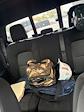 2023 Chevrolet Colorado Crew Cab RWD Pickup for sale #T43542A - photo 27